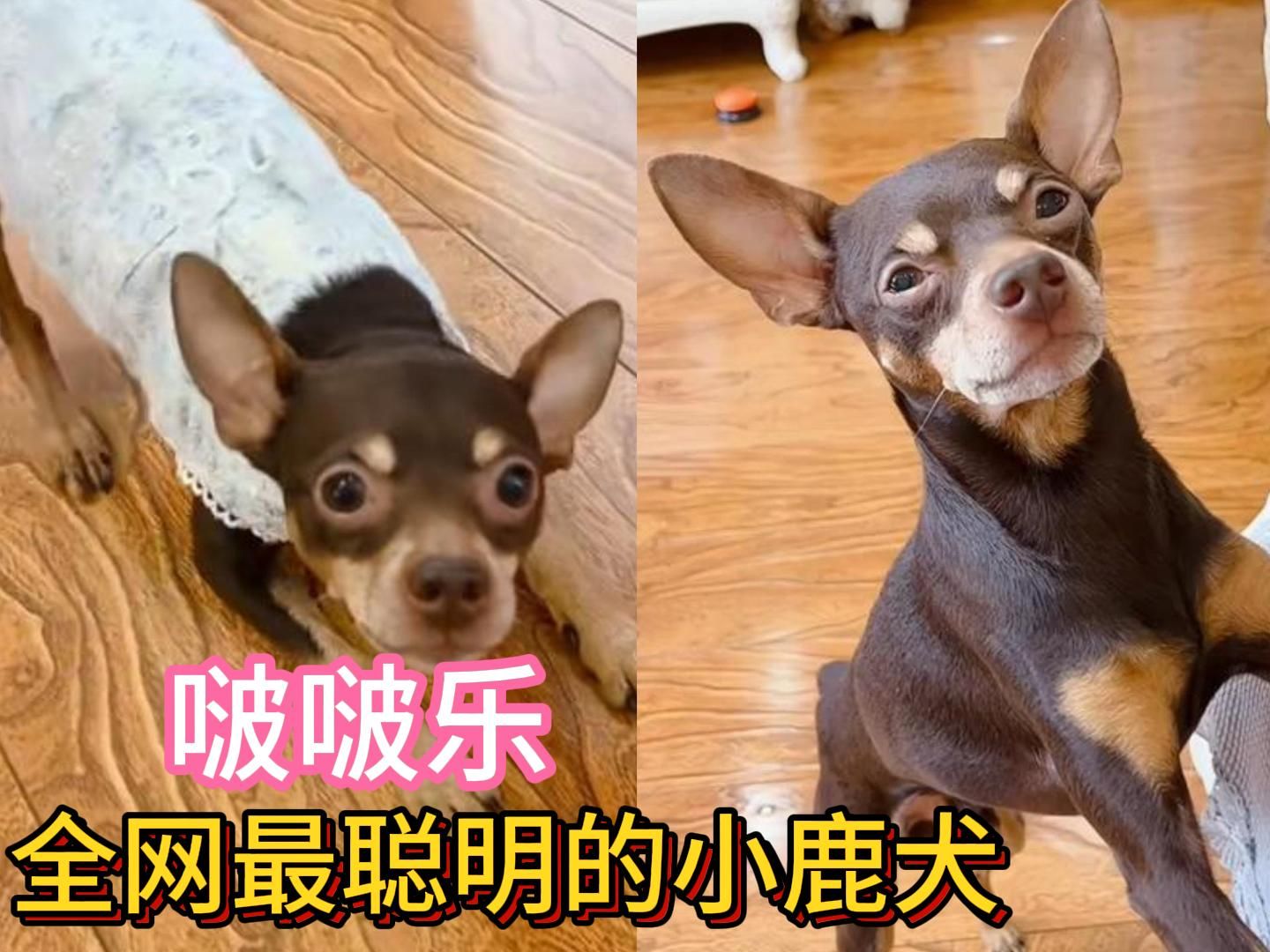 全网最聪明的小鹿犬,简直有800个心眼子,网友:不敢养哔哩哔哩bilibili