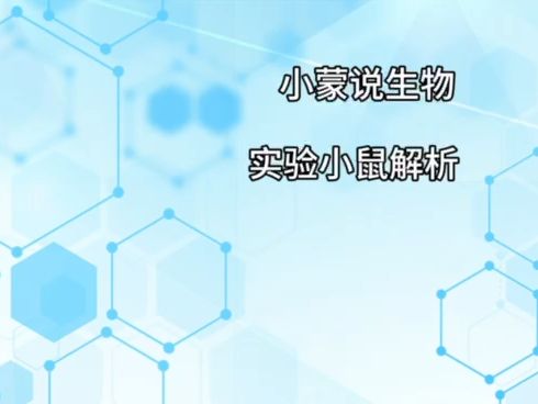 实验小鼠解析哔哩哔哩bilibili