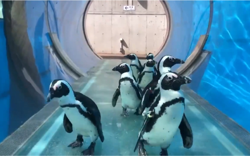 [图]横滨八景岛水族馆目前也正处于封闭馆状态。馆方也决定让企鹅们去平时没去过的地方，开心地散步