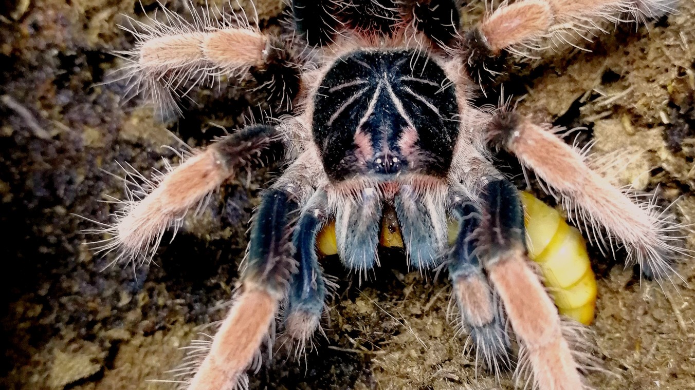 各种蜘蛛幼体的日常喂食
