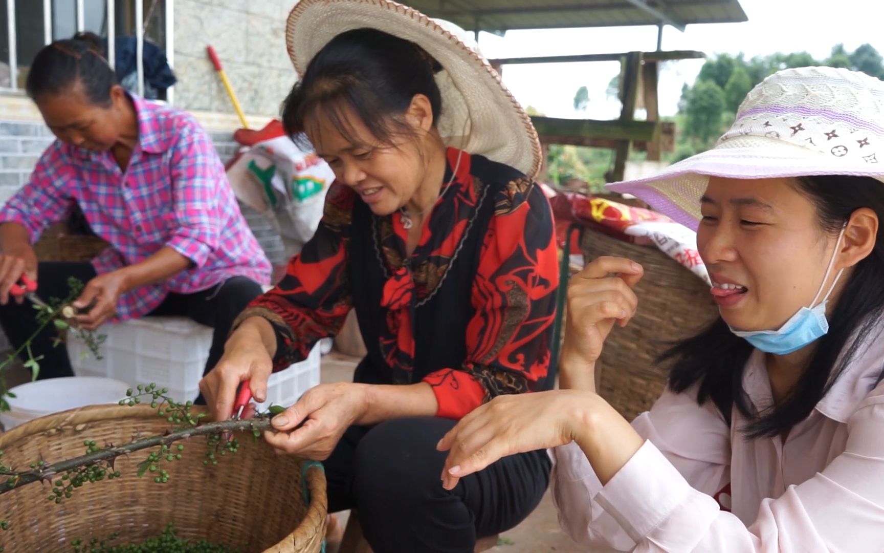 [图]农村花椒成熟，三嬢摘20斤给家人分享，翠花现场试吃麻到口水直流