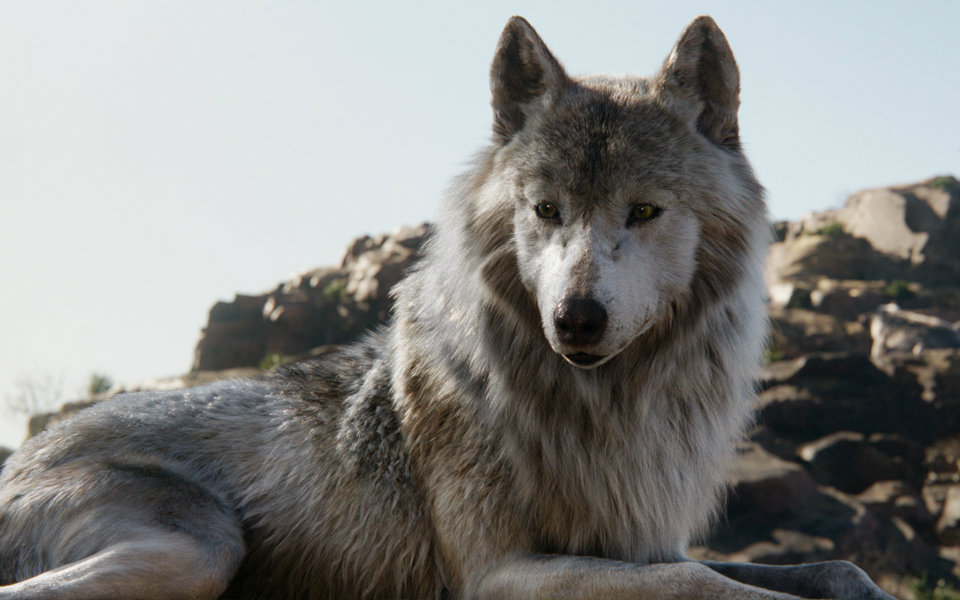 bestv口袋电影北美票房报告2016年第17期奇幻森林破5亿美元蝉联