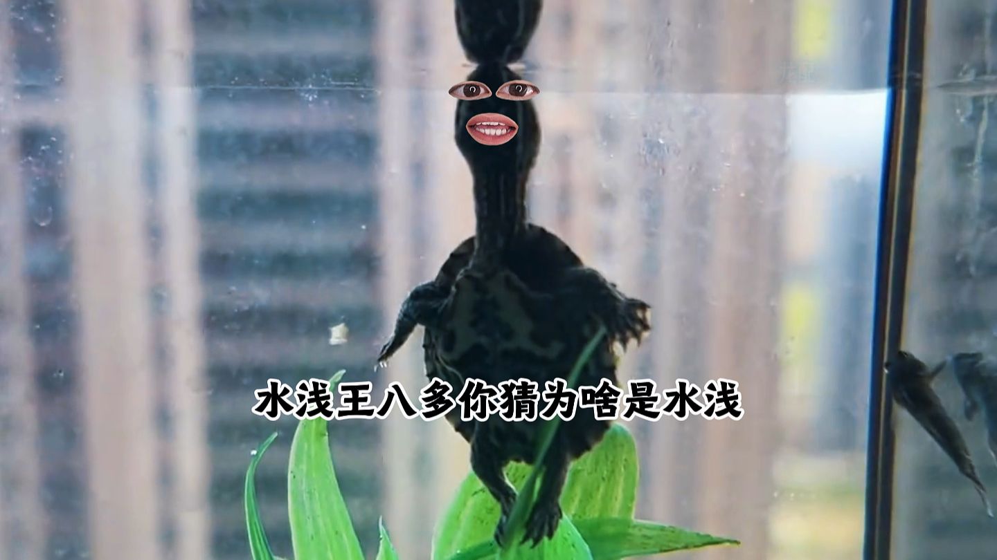 《终于找到这个活命的角度》