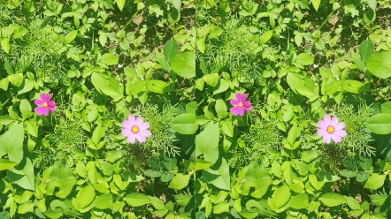 格桑花.藏语中,格桑是幸福的意思.要快乐生活啊!把幸福赠予你.哔哩哔哩bilibili