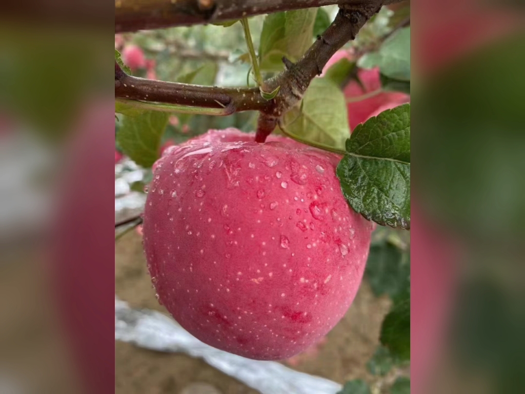 正宗洛川苹果,你和洛川苹果,从树枝到舌尖的差距是一个快递,一口咬到