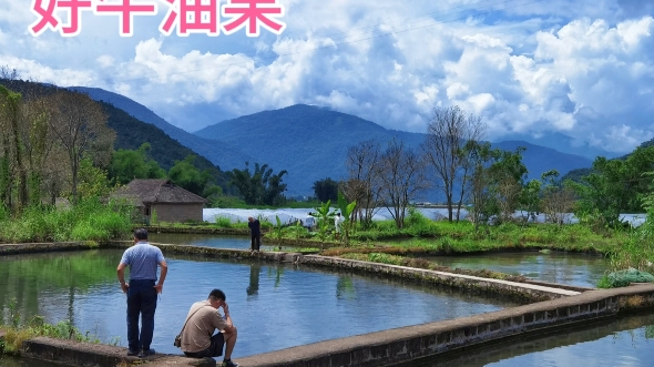 好山,好水,好孟连!十月份,自然熟最美味的国产牛油果,绿银庄牛油果绿银等待着你!哔哩哔哩bilibili