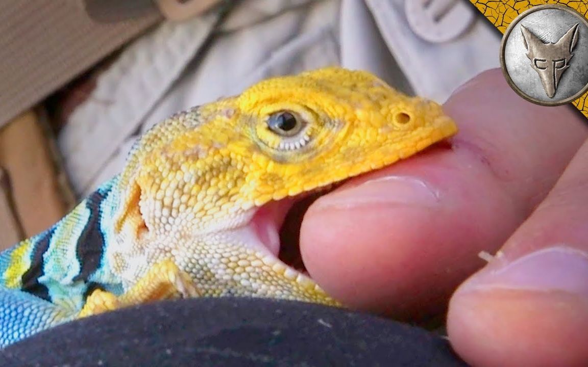 【彩色蜥蜴】老外好奇心发作,想看看被彩色壁虎咬是什么感觉!