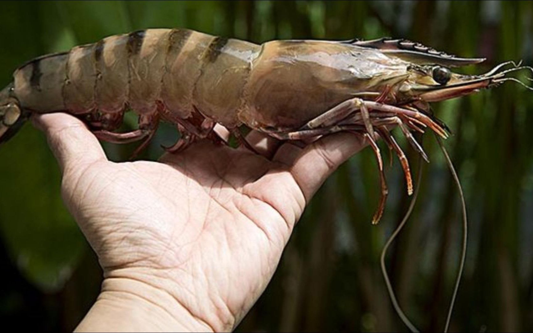 菲律宾美食 巨大活黑虎虾刺身 油爆虾头哔哩哔哩bilibili