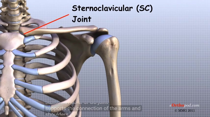 【肩关节解剖】shoulder anatomy animated tutorial