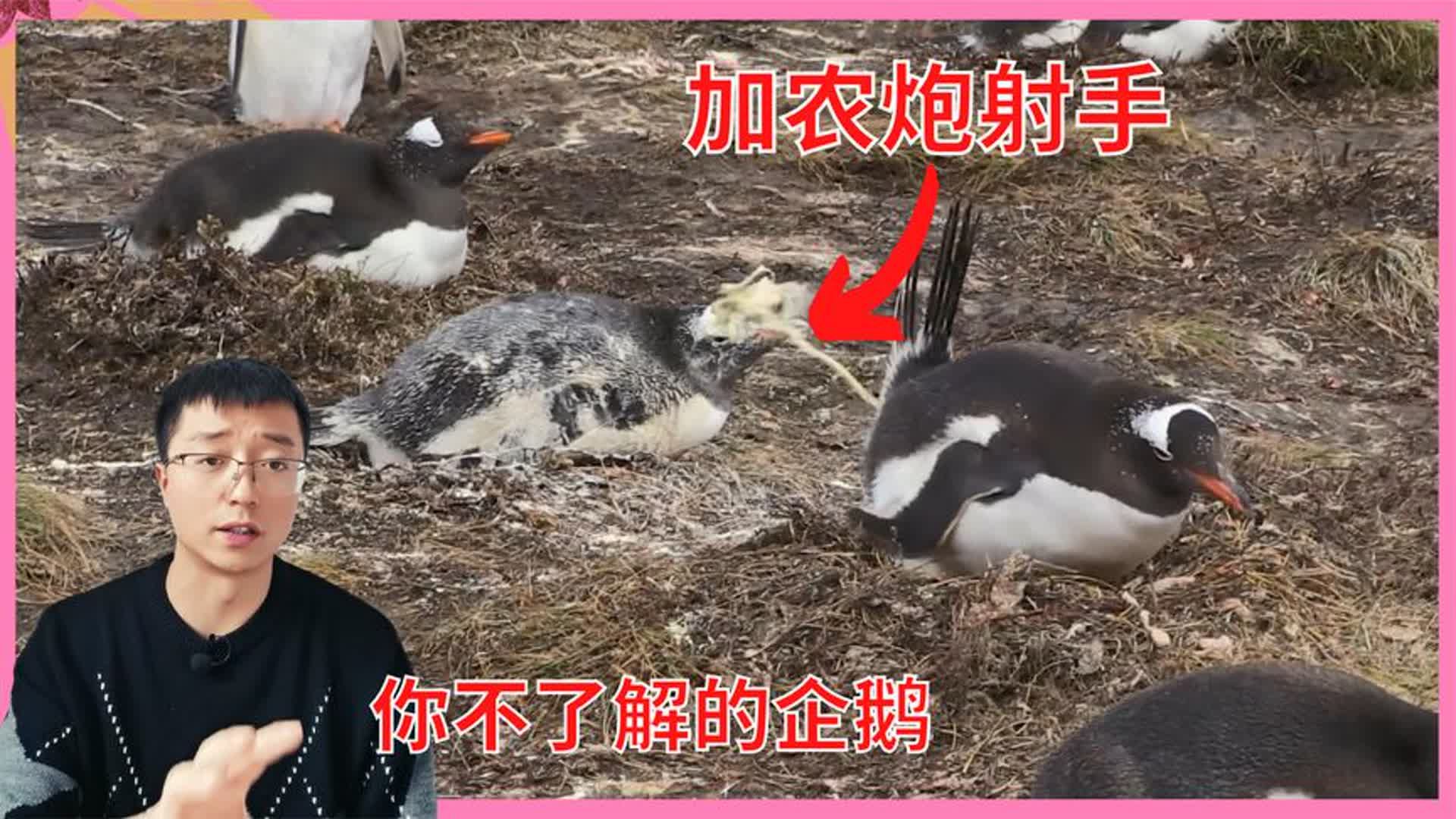 企鹅喷茶表情四连图片