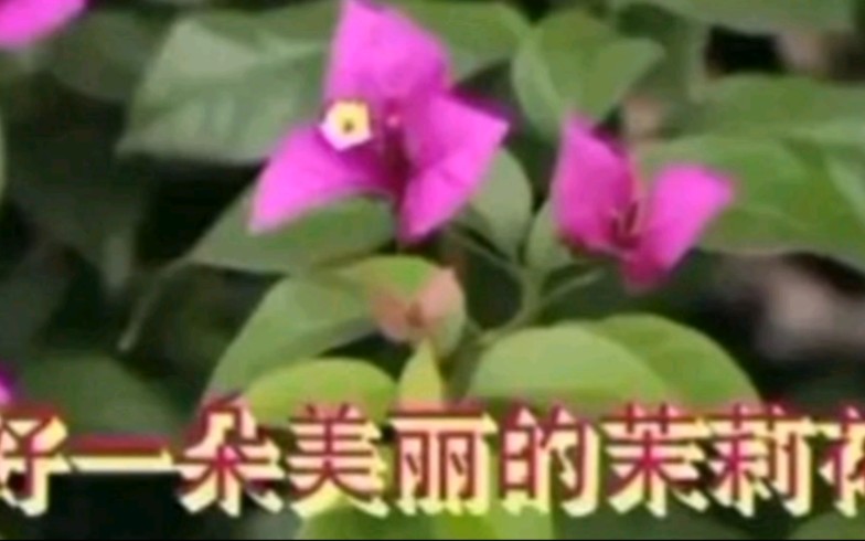 背景视频 周灵燕 茉莉花哔哩哔哩bilibili