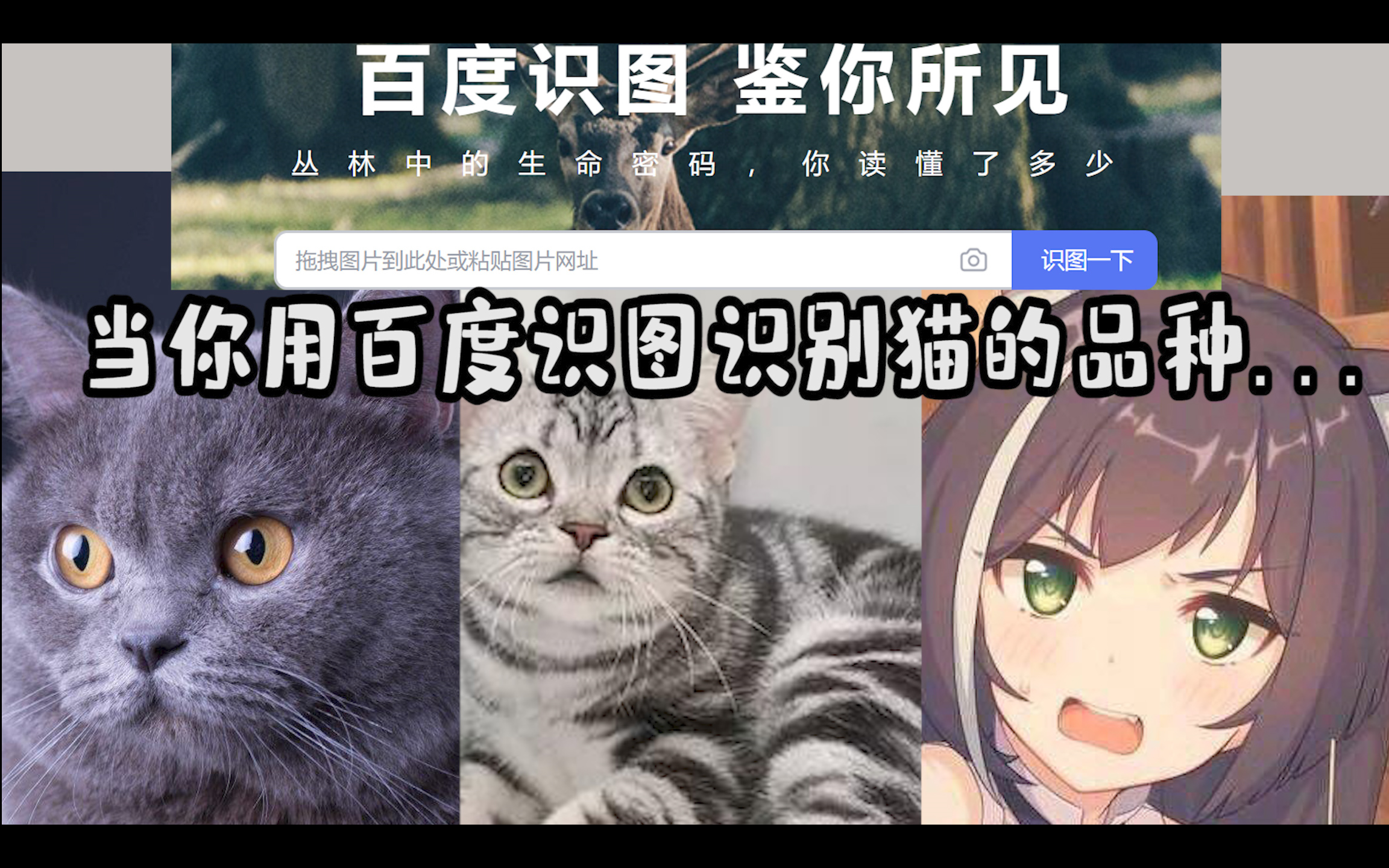 当你用百度识图识别猫的品种的时候...哔哩哔哩bilibili