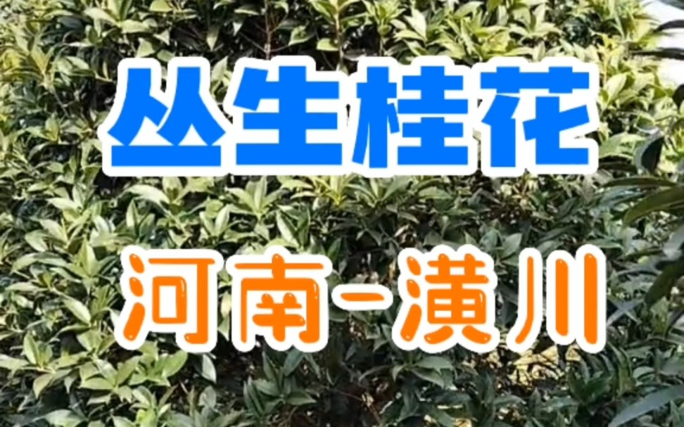 河南丛生桂花/潢川丛生金桂哔哩哔哩bilibili