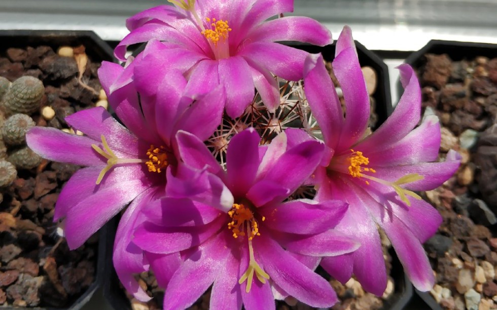 养了个球:仙人球蓬莱宫018期