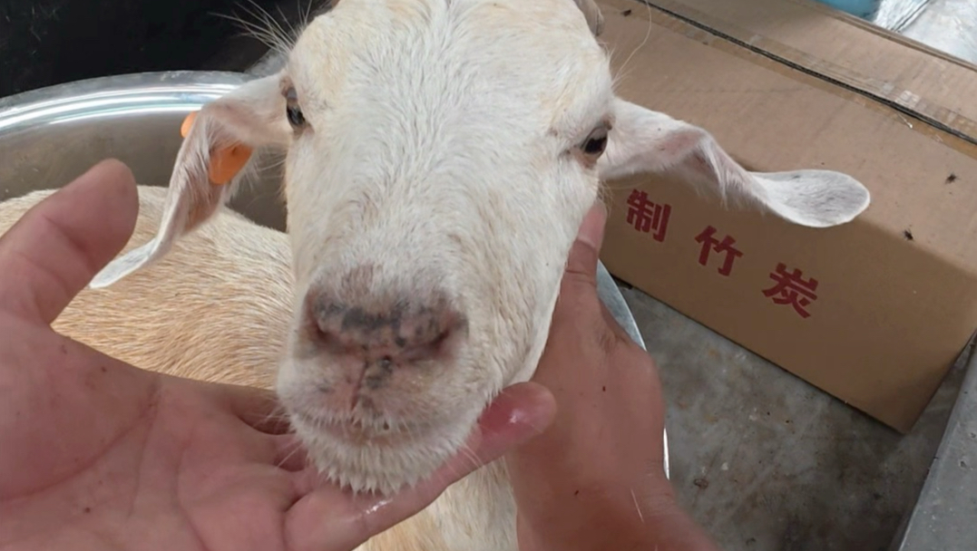中国江阴，家庭聚餐，带着小羊去吃饭。