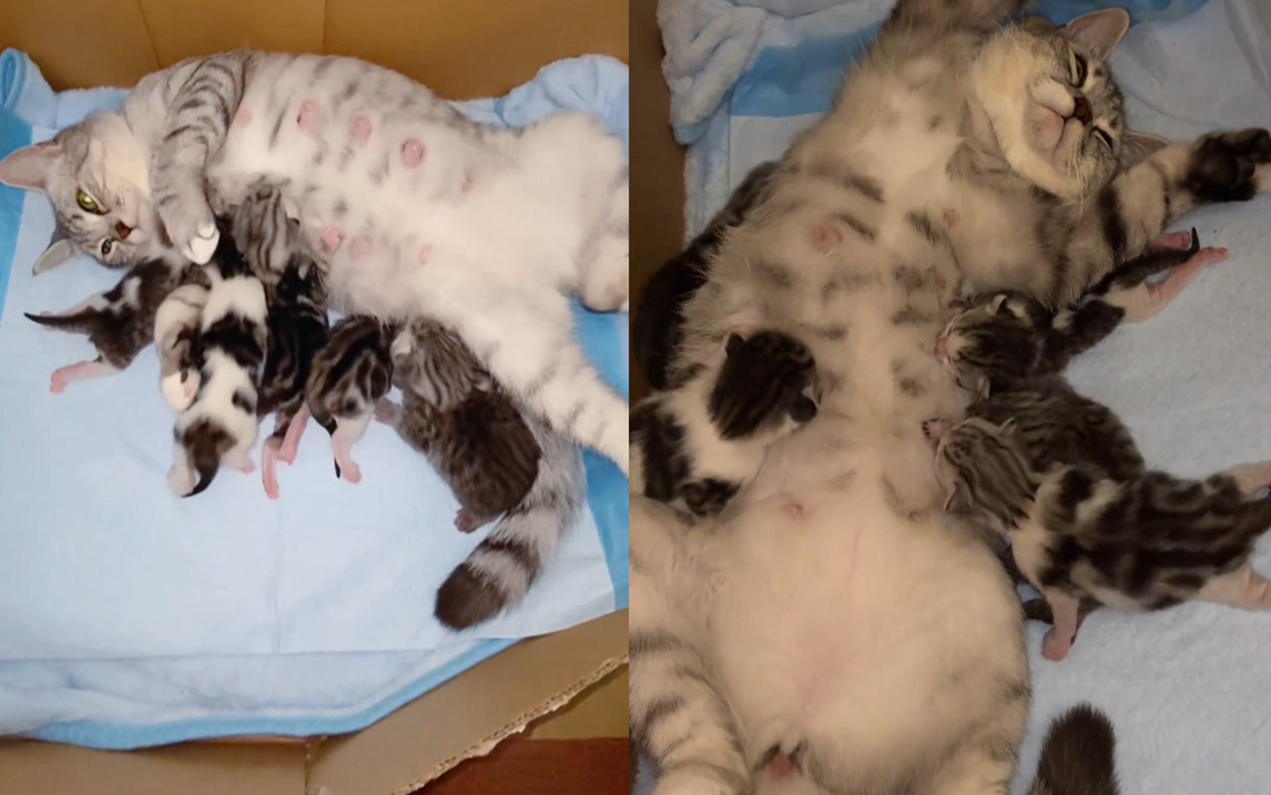 猫妈妈喂奶一脸生无可恋,崩溃表情逗乐主人才几天就"摆烂"了