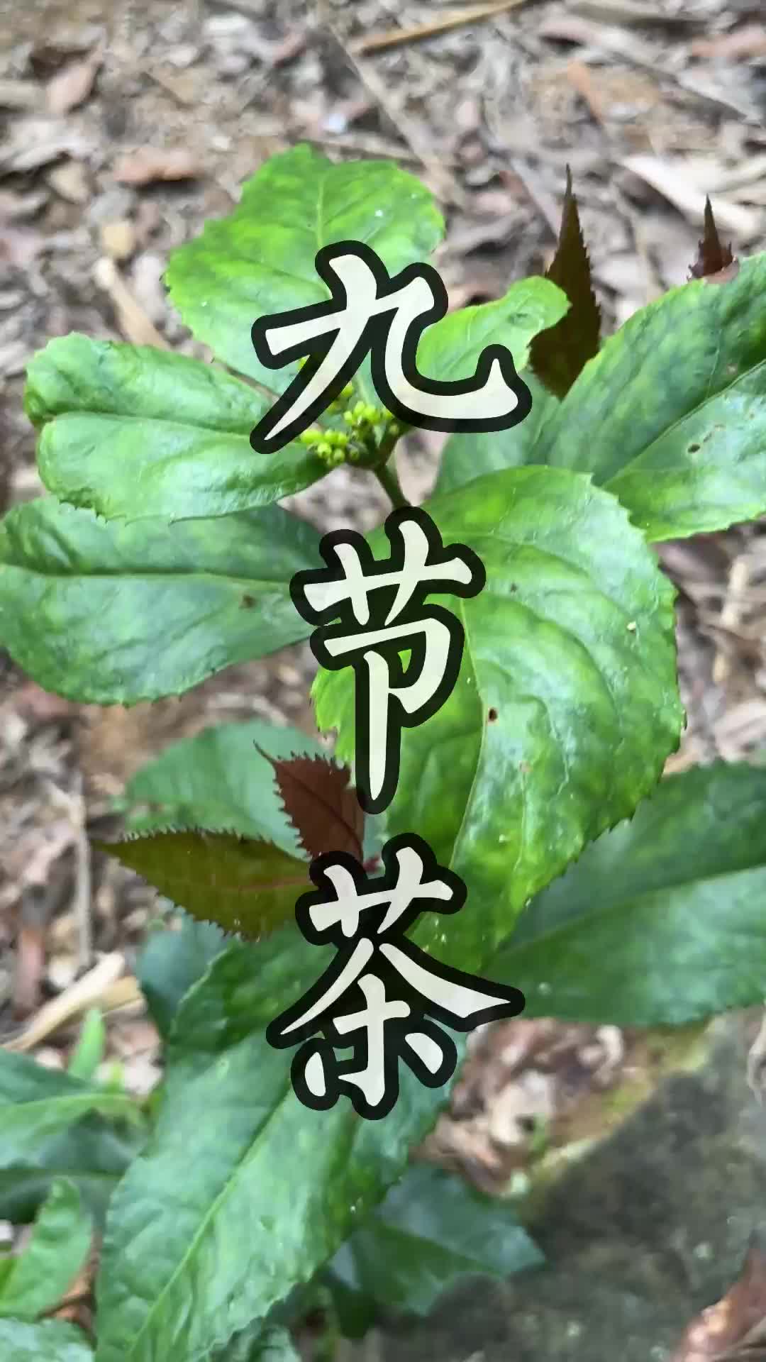 这种青草叫做九节茶#青草#三农#植物