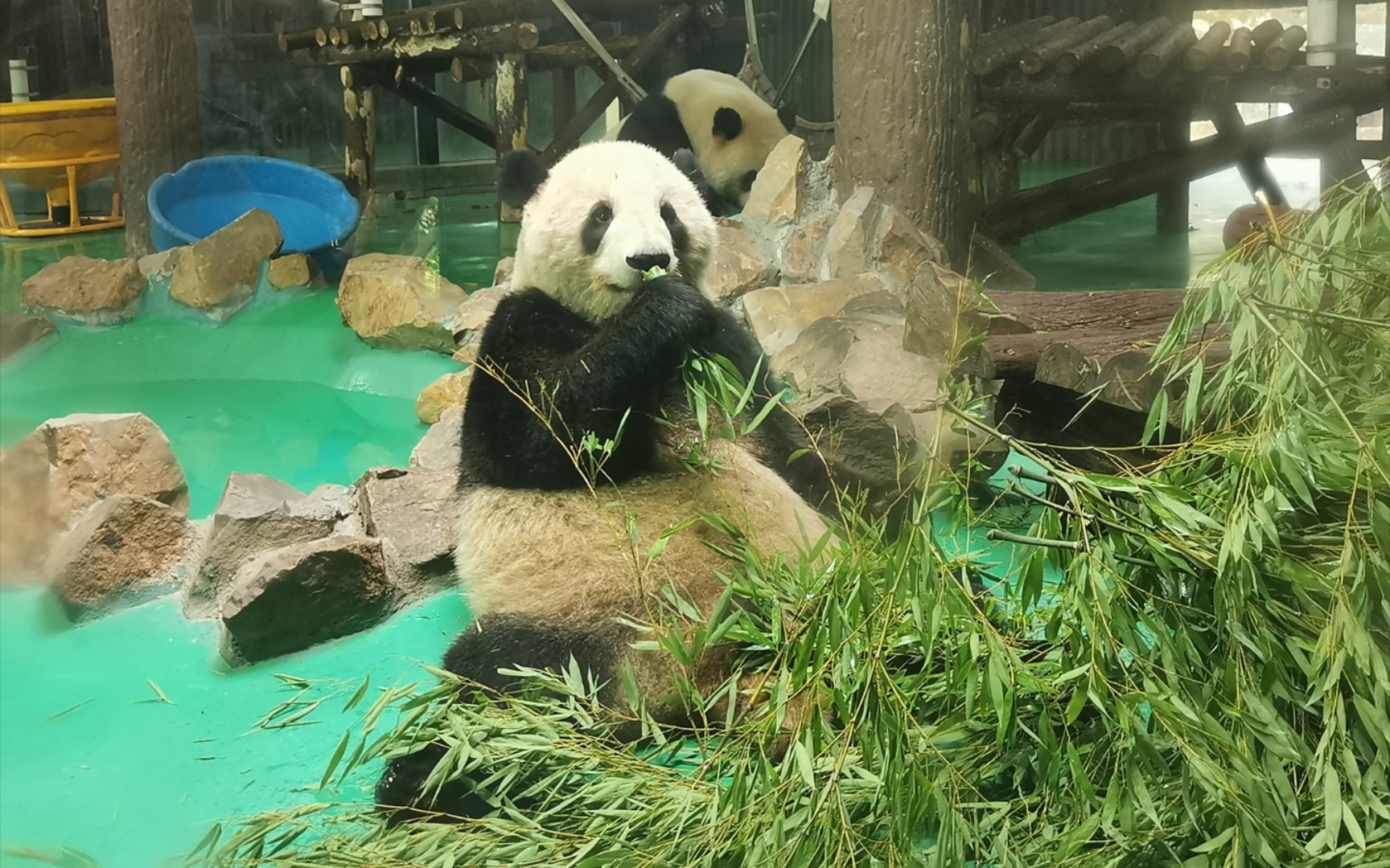 【大熊猫星光】2021.07.17 光光吃播