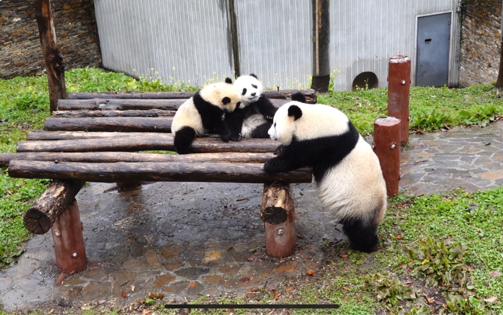 大熊猫茅茅:打不过老妈,我欺负宝元去～水秀:你就是欠收拾