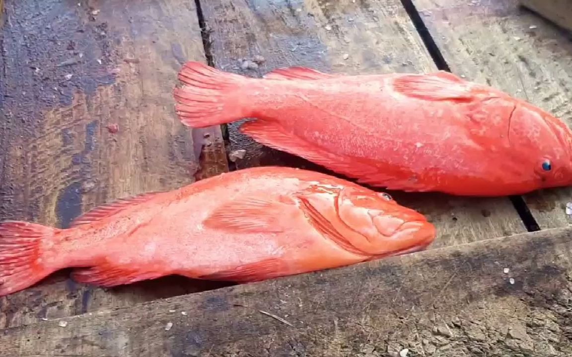 一对小红鱼,就这样被下了毒手