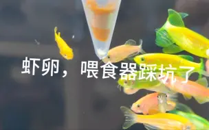 Descargar video: 虾卵，喂食器。不是太好的选择。踩坑加一。