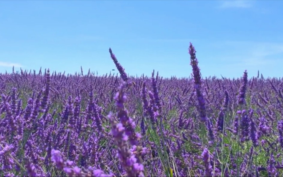 [图]《法國南部普羅旺斯小鎮·瓦朗索爾薰衣草花海》