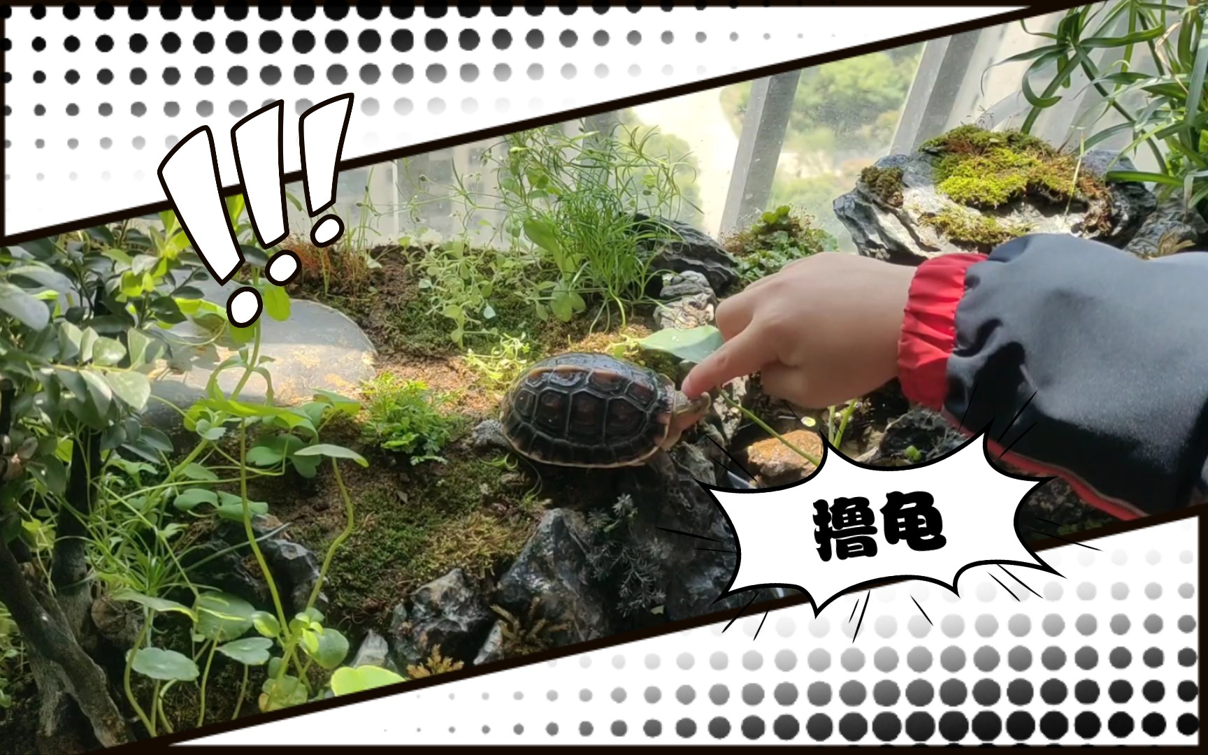 黄缘龟造景水陆缸,撸龟日常