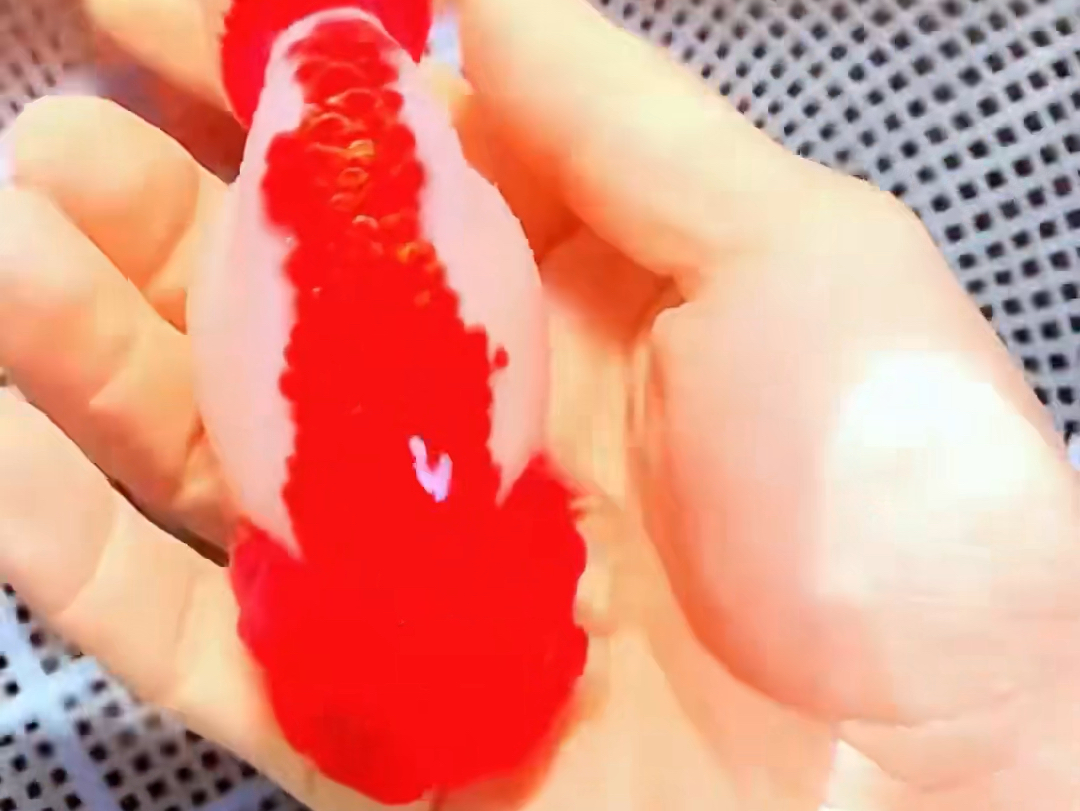 潘氏金鱼:齐腮通背红