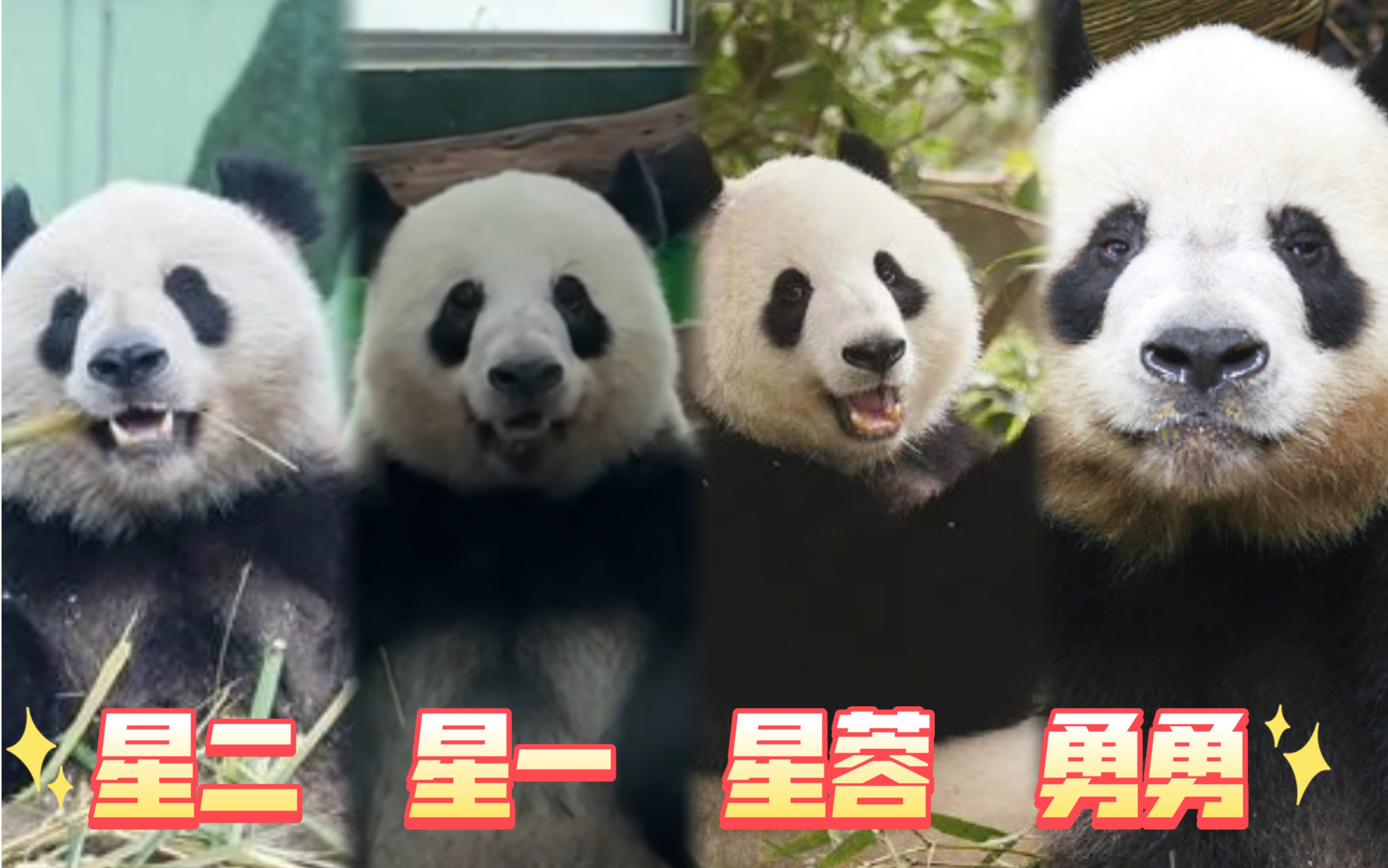 旅居丹麦大熊猫星二家庭成员