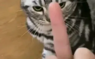 中指猫_ 搜索结果_哔哩哔哩_Bilibili