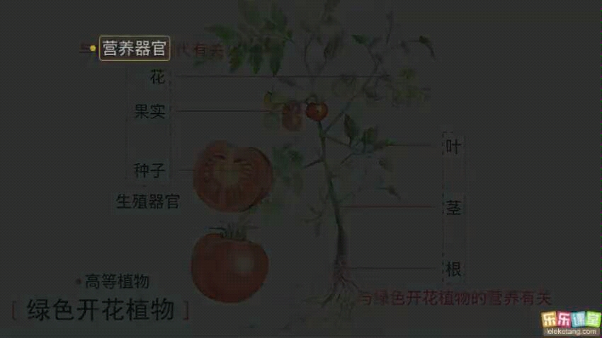 绿色开花植物六大器官作用哔哩哔哩bilibili