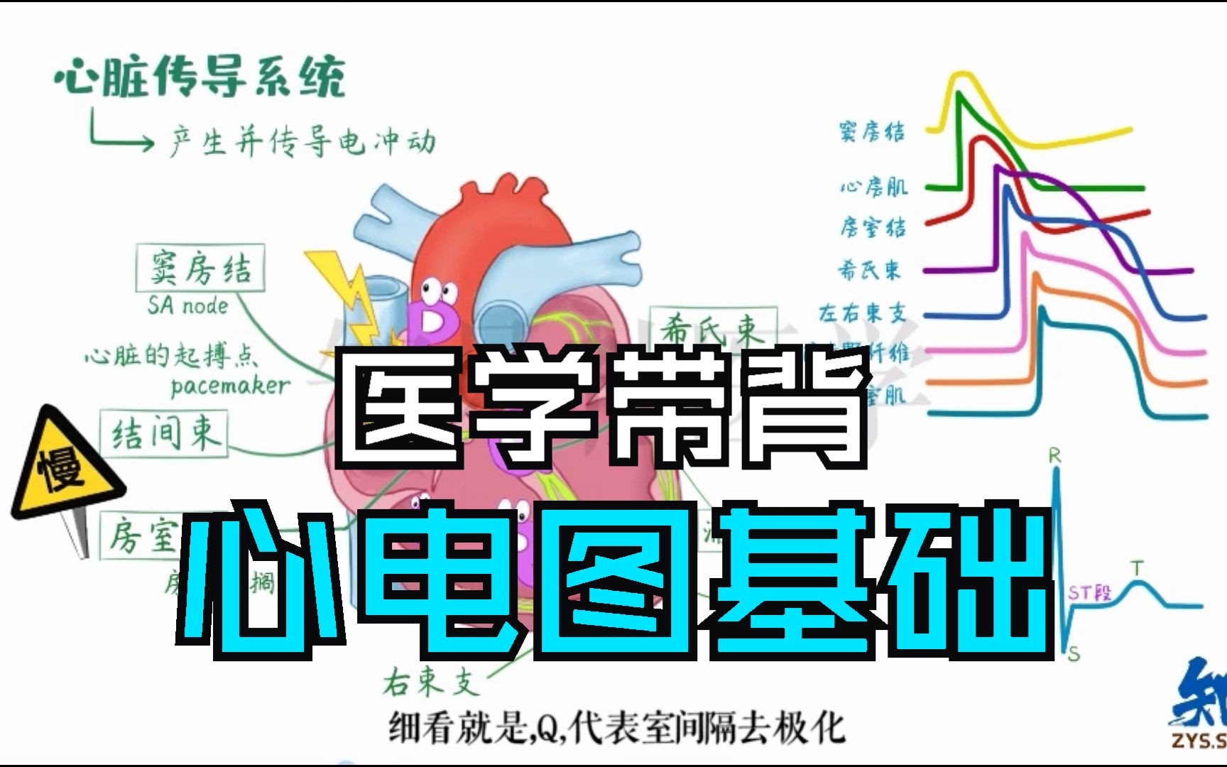 内科学带背 15分钟记住 心电图基础哔哩哔哩bilibili