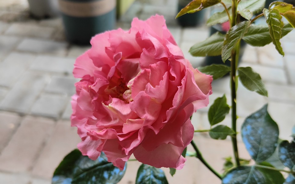 伊芙3号夏娃鲑鱼粉小苗初花月季花