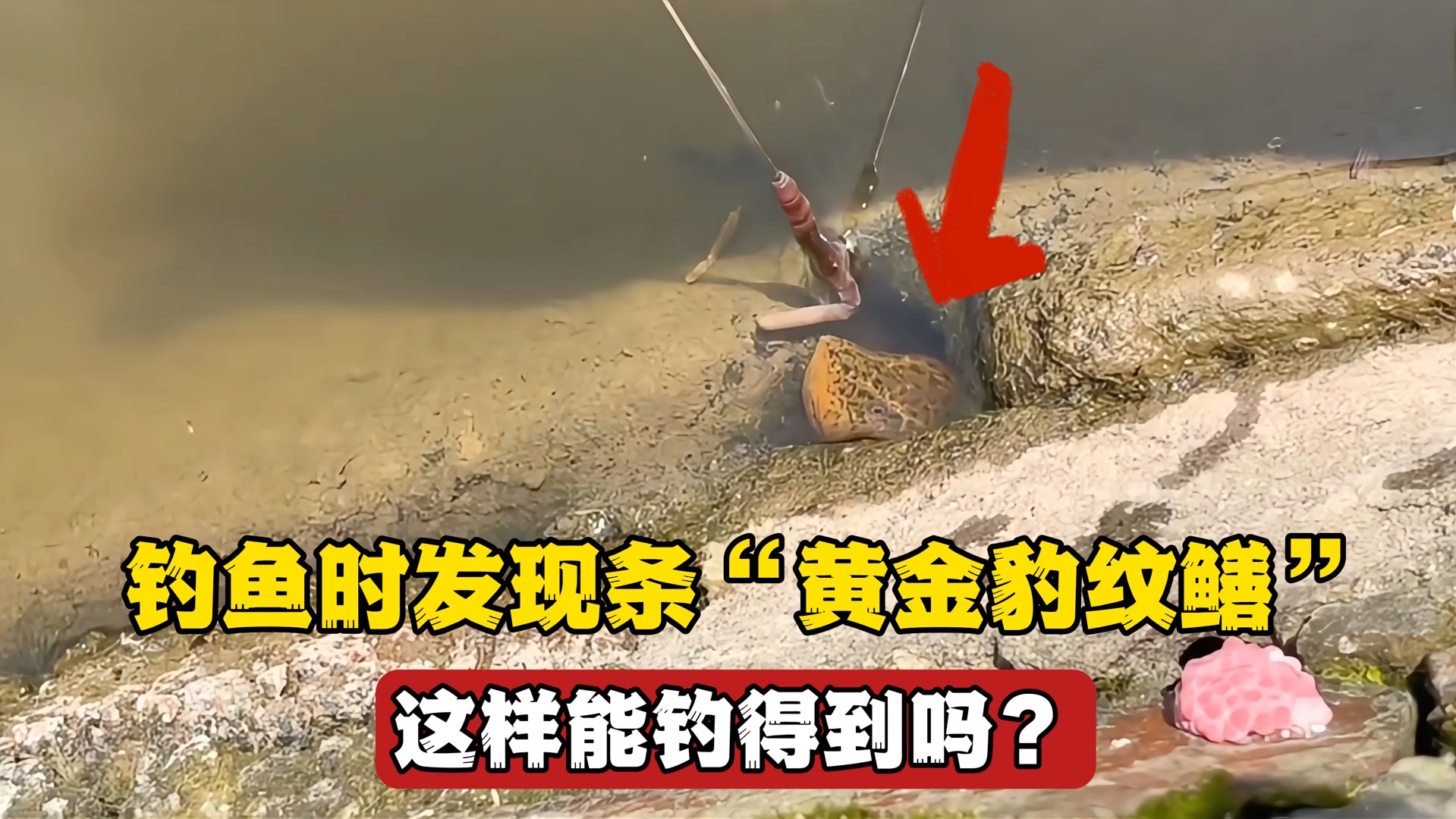 钓鱼时发现条"黄金豹纹鳝",这么大的很难得,看看能否钓得到?