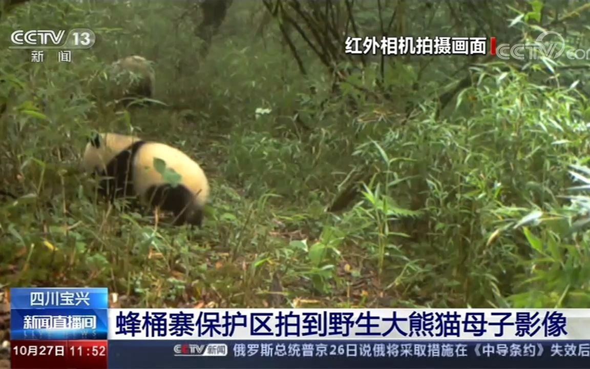 【野生大熊猫】四川宝兴 蜂桶寨保护区拍到野生大熊猫母子影像哔哩哔哩bilibili