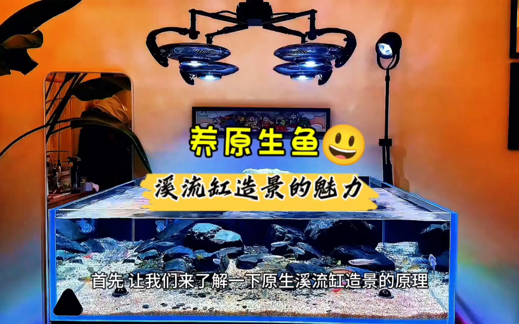 养原生鱼 溪流缸造景的魅力