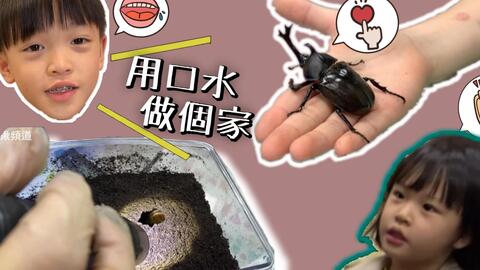 夏天是独角仙的季节 大家养虫了吗 独角仙阿仙和仙仙前蛹出现了 小锹频道 哔哩哔哩