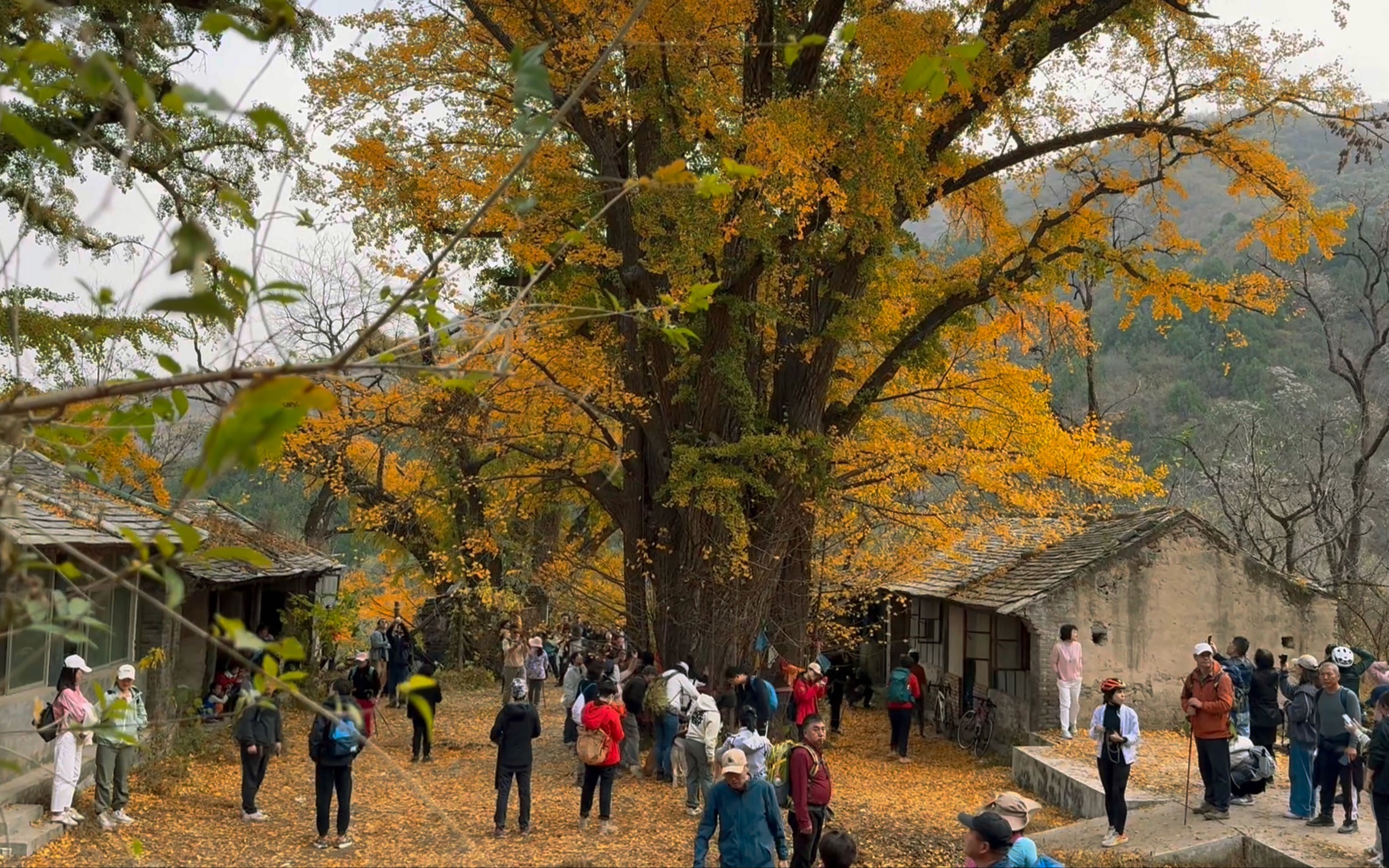 【进山日记2】北京的秋天当然是去看银杏呀,广化寺,恰好有几棵!(摄影小白有了iPhone15pro!HHH嘚瑟)哔哩哔哩bilibili