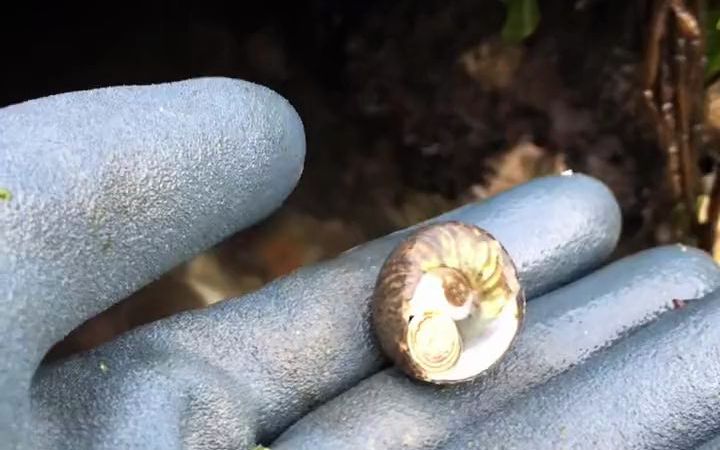 【赶海生活】小岗偏腚螺