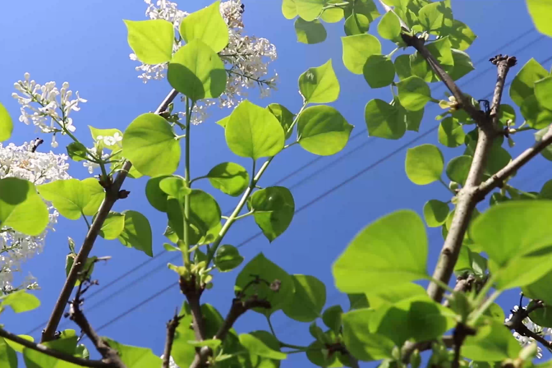 [图]spring day我的郊游日志