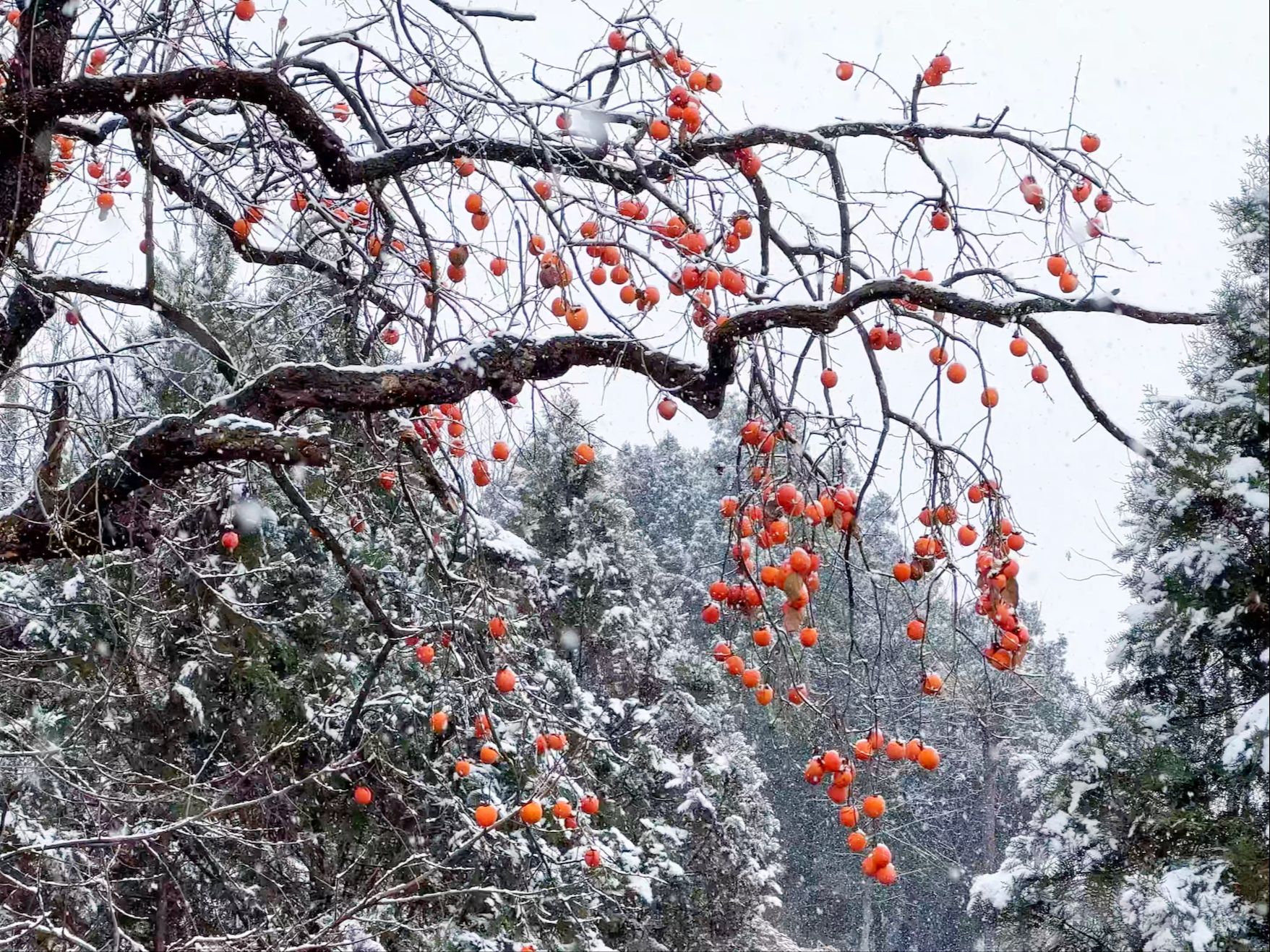 秦岭南麓小山村,来时山有雪,归时雪满山哔哩哔哩bilibili