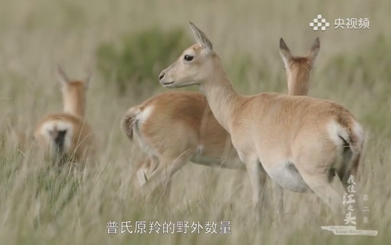 只在青海湖周边才能见到的珍稀动物哔哩哔哩bilibili