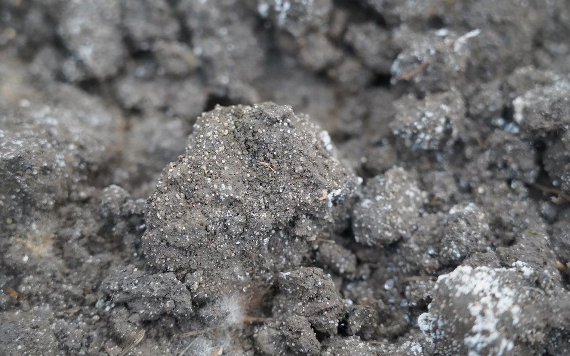 羊肚菌种植,原基密度不错,控制好温湿度可能出现特高产