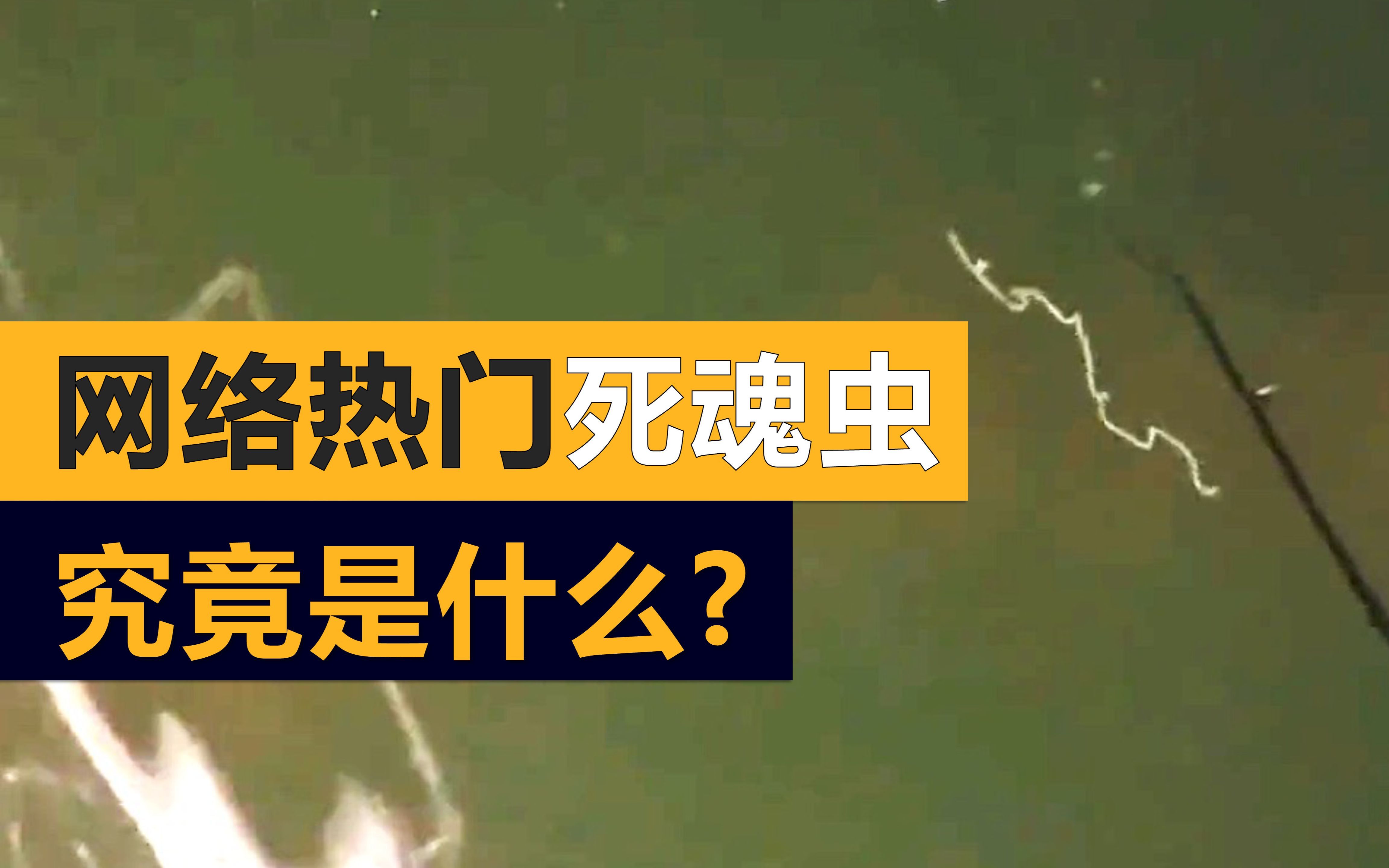 水里被打散的是什么?竟是这种生物的生殖器官?哔哩哔哩bilibili