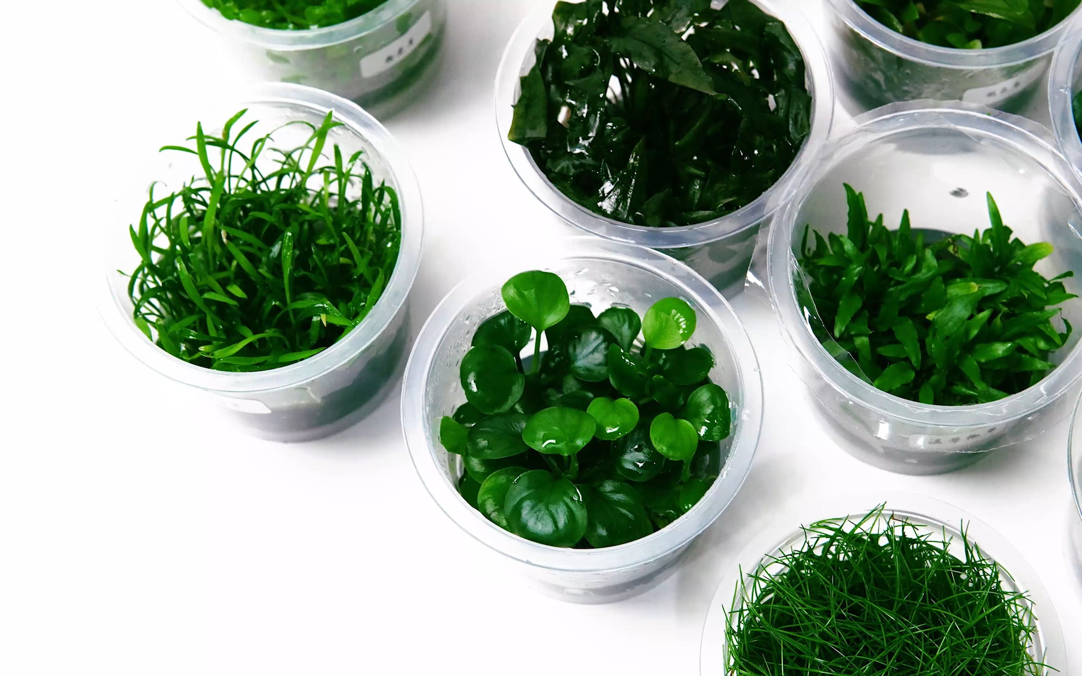 这是一款优秀的无菌杯水草