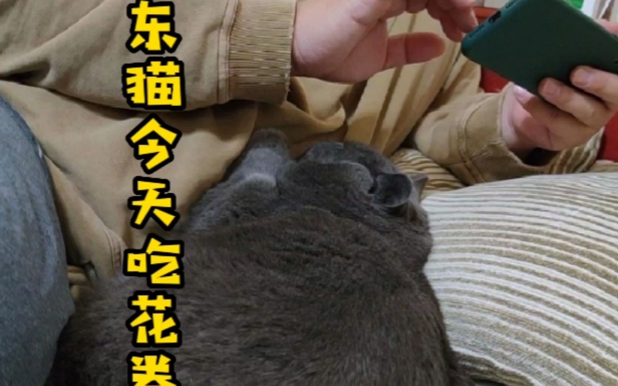 山东猫今天吃花卷哔哩哔哩bilibili