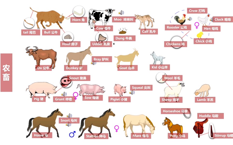[图]【分类词汇】英语: 家畜&宠物相关词汇汇总分享