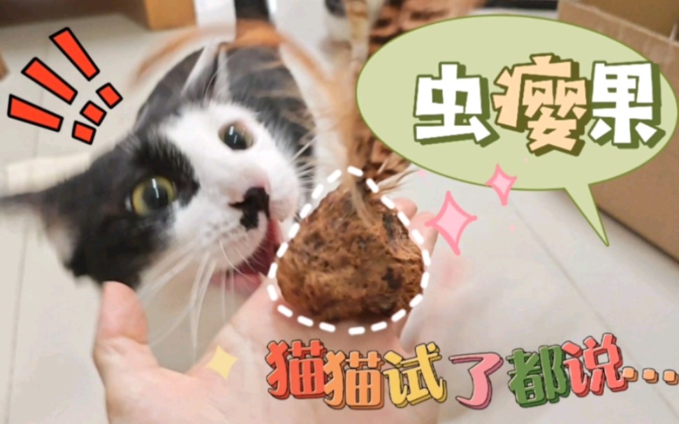 猫玩具之虫瘿果真的会上头吗哔哩哔哩bilibili