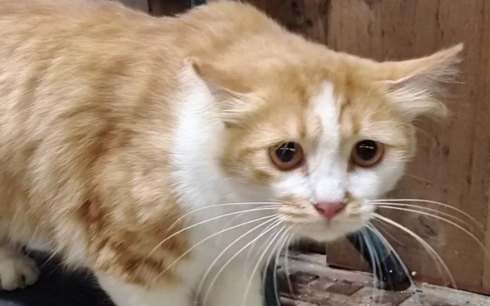 胆小的长毛橘猫