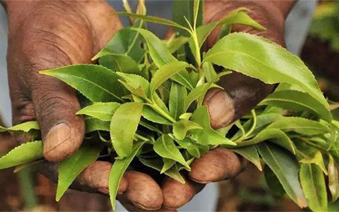 一种草"掏空"一个国家,80%的国人为它疯狂,恰特草有多么可怕?